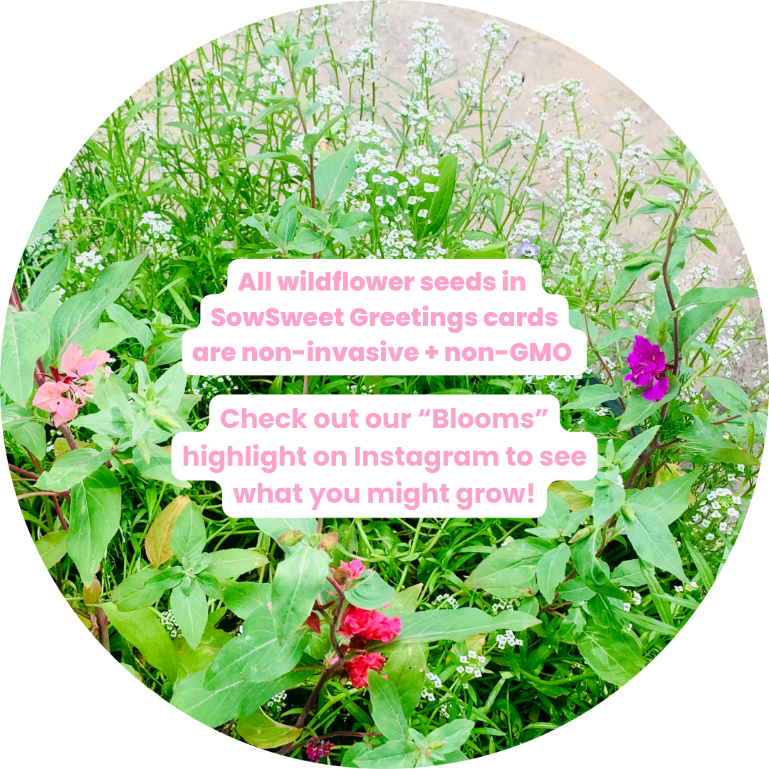 let me plant that seed inside ya You Make Me Drool – SowSweet Greetings Inc